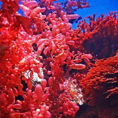 Astaxanthin dan Manfaatnya untuk Atasi Penuaan