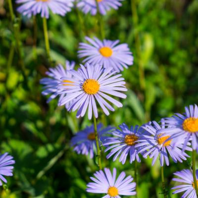 Manfaat Luar Biasa Si Cantik Blue Daisy untuk Kulit Sensitifmu